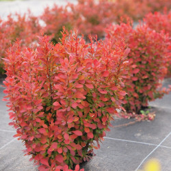 Саджанці барбарису Florence (Флоренс)