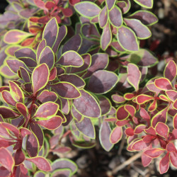 Саджанці барбарису Golden Ring (Голден Рінг)