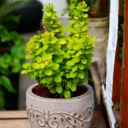 Саджанці барбарису Neon Gold (Неон Голд)