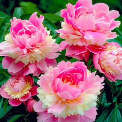 Півонія Sorbet