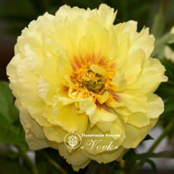 Півонія ITOH Bartzella