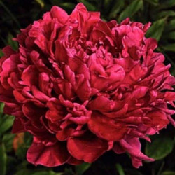 Півонія Francoise Ortegat