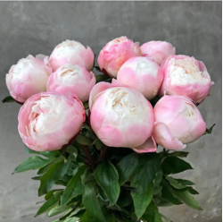 Півонія Gardenia