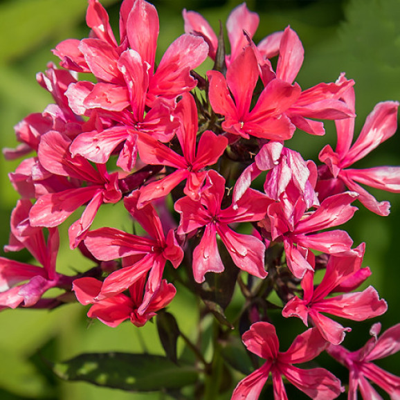 Кореневища флоксу Cleopatra