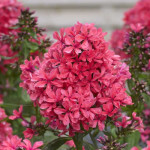 Кореневища флоксу Cleopatra