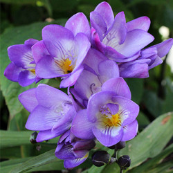 Цибулини фрезії простої Blue