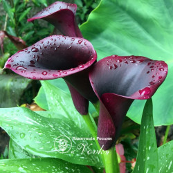 Цибулини кал Cantor