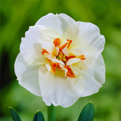 Луковицы нарцисса Delta Горшок 0,5 л