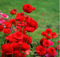 Клубни ранункулюса (лютика) Aviv Red