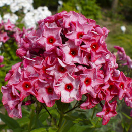 Корневища флокса Ferris Wheel