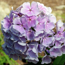 Корневища флокса Franz Schubert