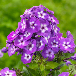 Корневища флокса Laura 