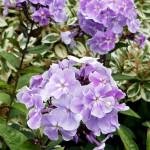 Корневища флокса Franz Schubert