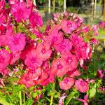 Корневища флокса Grenadine Dream