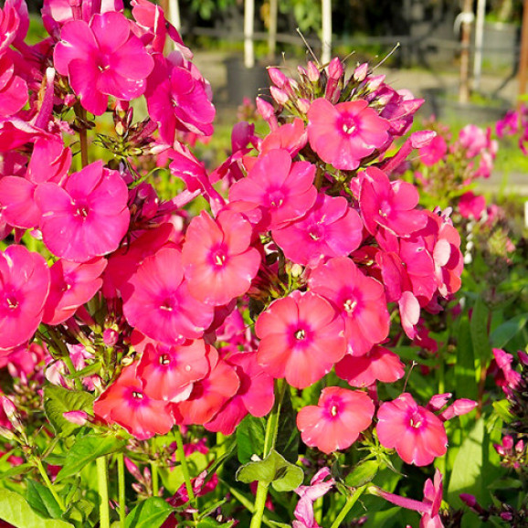 Корневища флокса Grenadine Dream