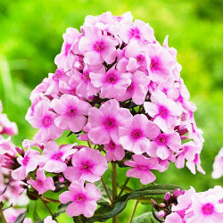 Корневища флокса Bright Eyes