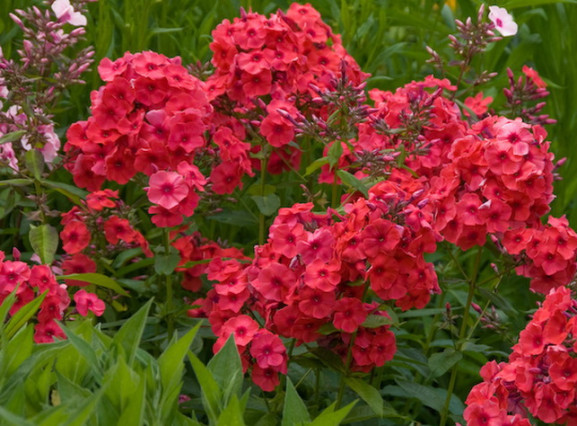 Корневища флокса Juliglut 