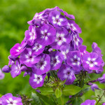 Корневища флокса Laura 