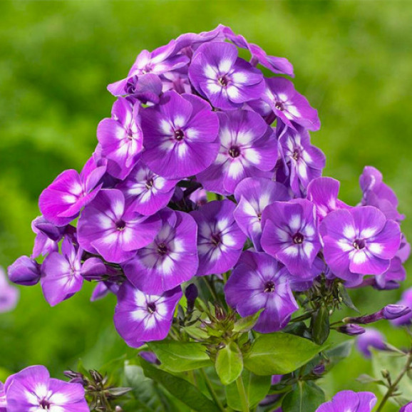 Корневища флокса Laura 