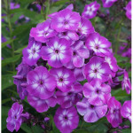 Корневища флокса Laura 