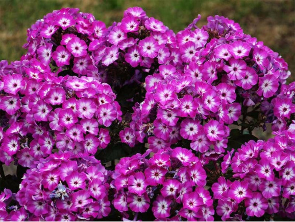 Корневища флокса Laura 