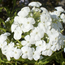 Корневища флокса Rembrandt 