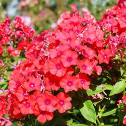 Корневища флокса Juliglut 