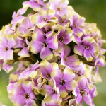 Корневища флокса Neon Sherbet Blend