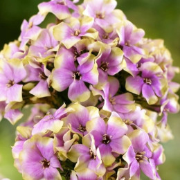 Корневища флокса Neon Sherbet Blend