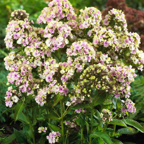 Корневища флокса Neon Sherbet Blend