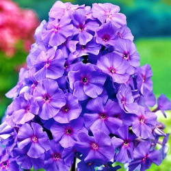 Корневища флокса Amethyst