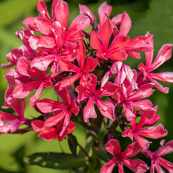 Корневища флокса Cleopatra