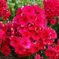 Корневища флокса Grenadine Dream