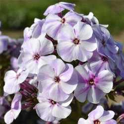 Корневища флокса Little Boy