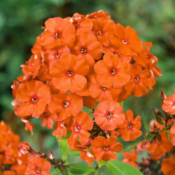 Корневища флокса Orange Perfection