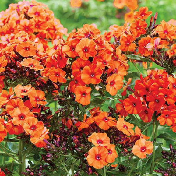 Корневища флокса Orange Perfection