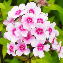 Корневища флокса Europa 