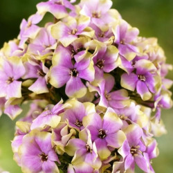 Корневища флокса Neon Sherbet Blend