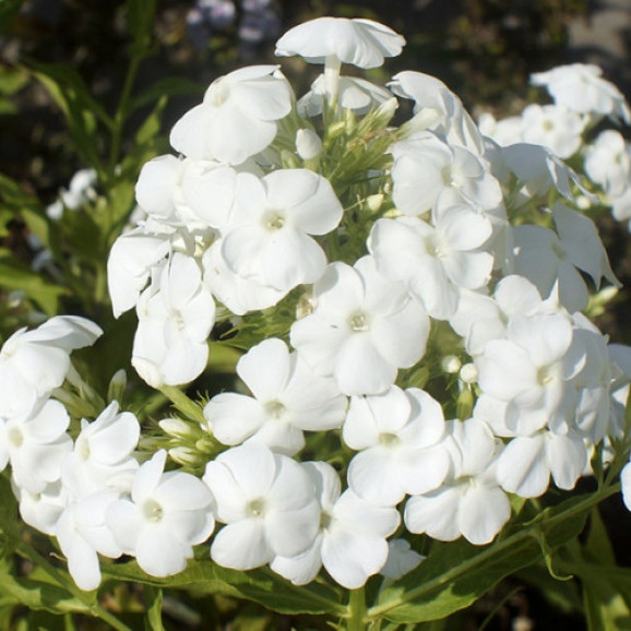 Корневища флокса Rembrandt 