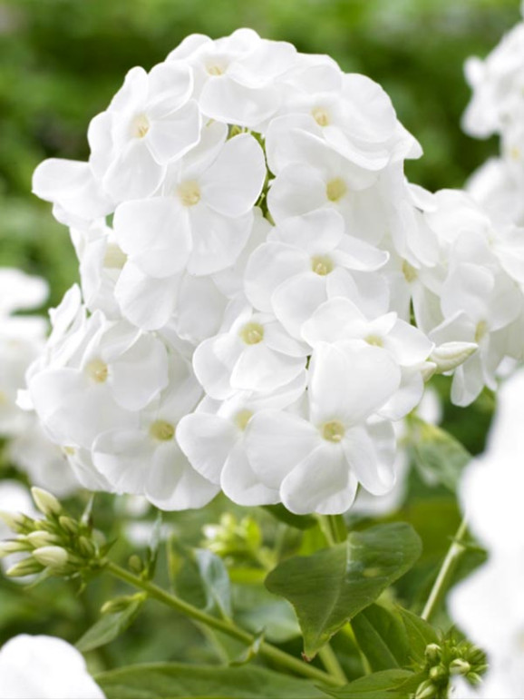 Корневища флокса Rembrandt 