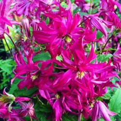 Кореневища клематису Rosalyn