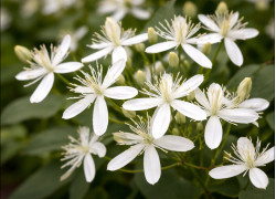 Корневища клематиса Terniflora [Maxim]