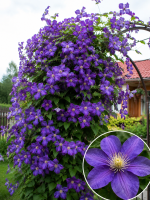 Кореневища клематису Arabella 