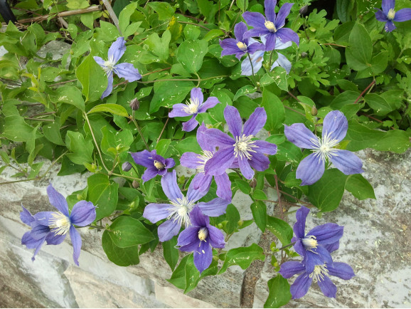 Кореневища клематису Arabella 