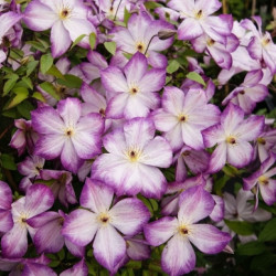 Кореневища клематису Pernille