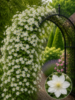 Кореневища клематису White Arabella