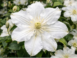 Корневища клематиса White Arabella