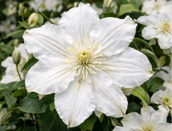 Корневища клематиса White Arabella