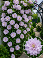 Кореневища клематису Belle of Woking