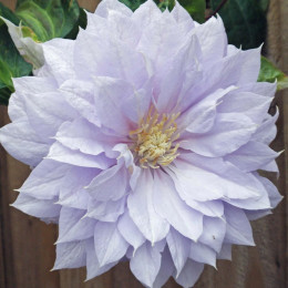 Кореневища клематису Belle of Woking